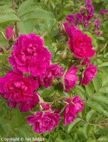 Rosa Grootendorst-Ryhm� 'F.J.Grootendorst'